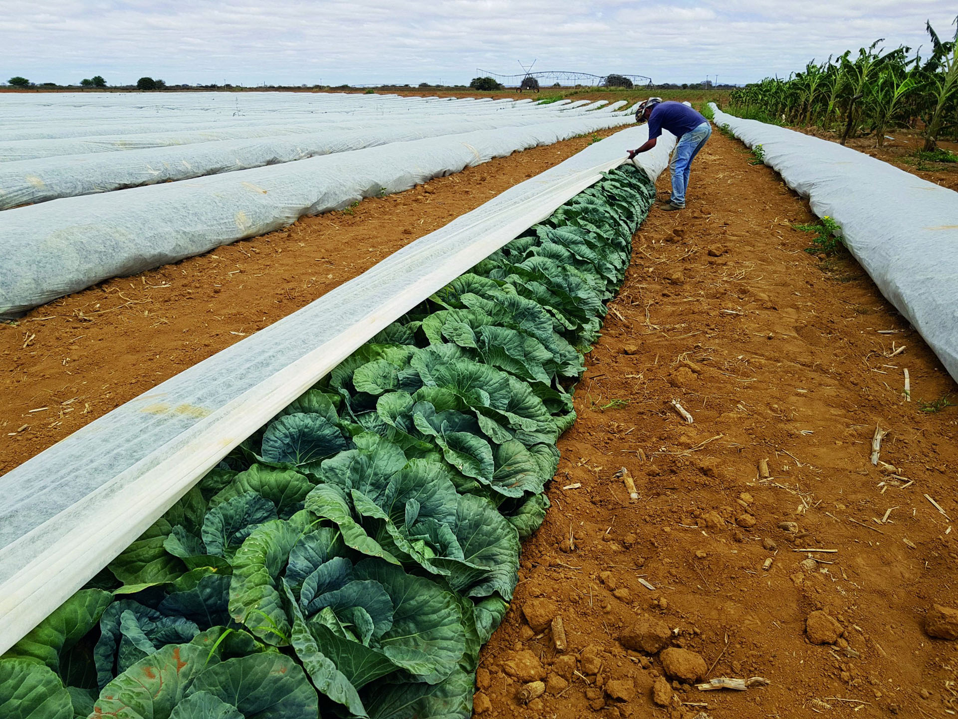 Manta TNT Agro 3